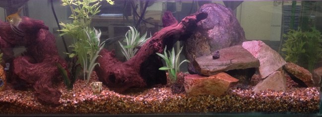 Fish tank plants in GEC offices