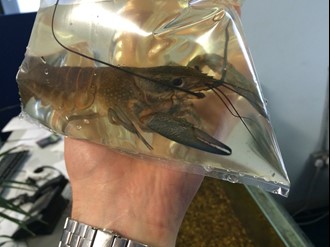 Pinchy in his travelling clothes